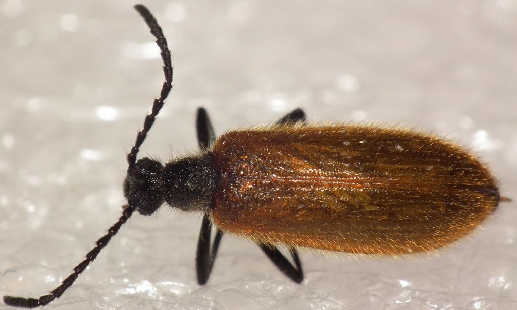 Tenebrionidae: Lagria hirta?